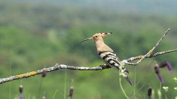 用树枝打屁股视频,传统教育方式再引争议