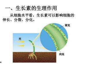 生物必修三视频,探索生命奥秘之旅